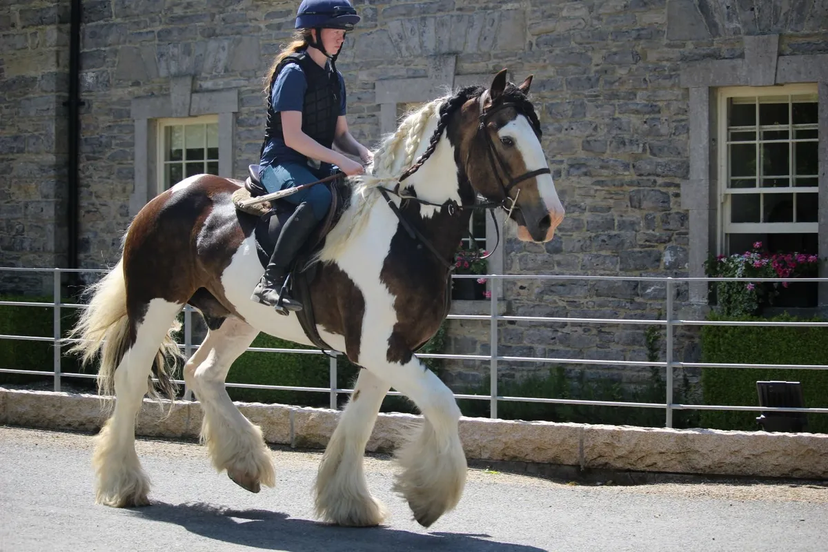 Fantastic 16h Cob gelding - Image 2