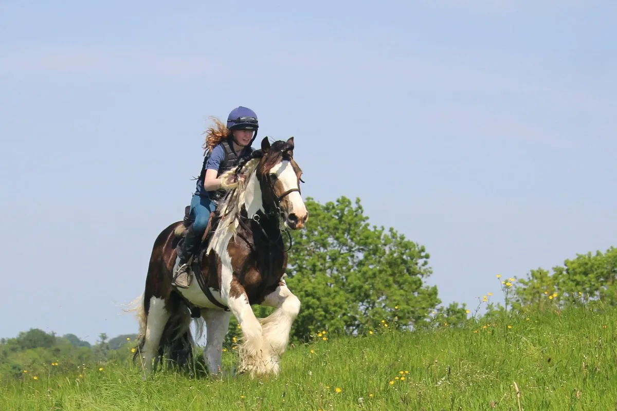 Fantastic 16h Cob gelding - Image 3