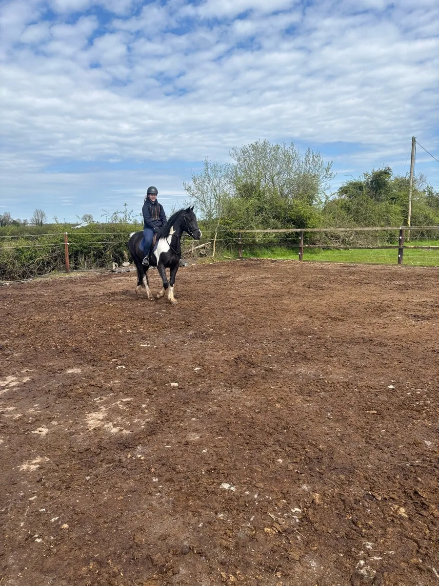 Pony for loan - Image 3