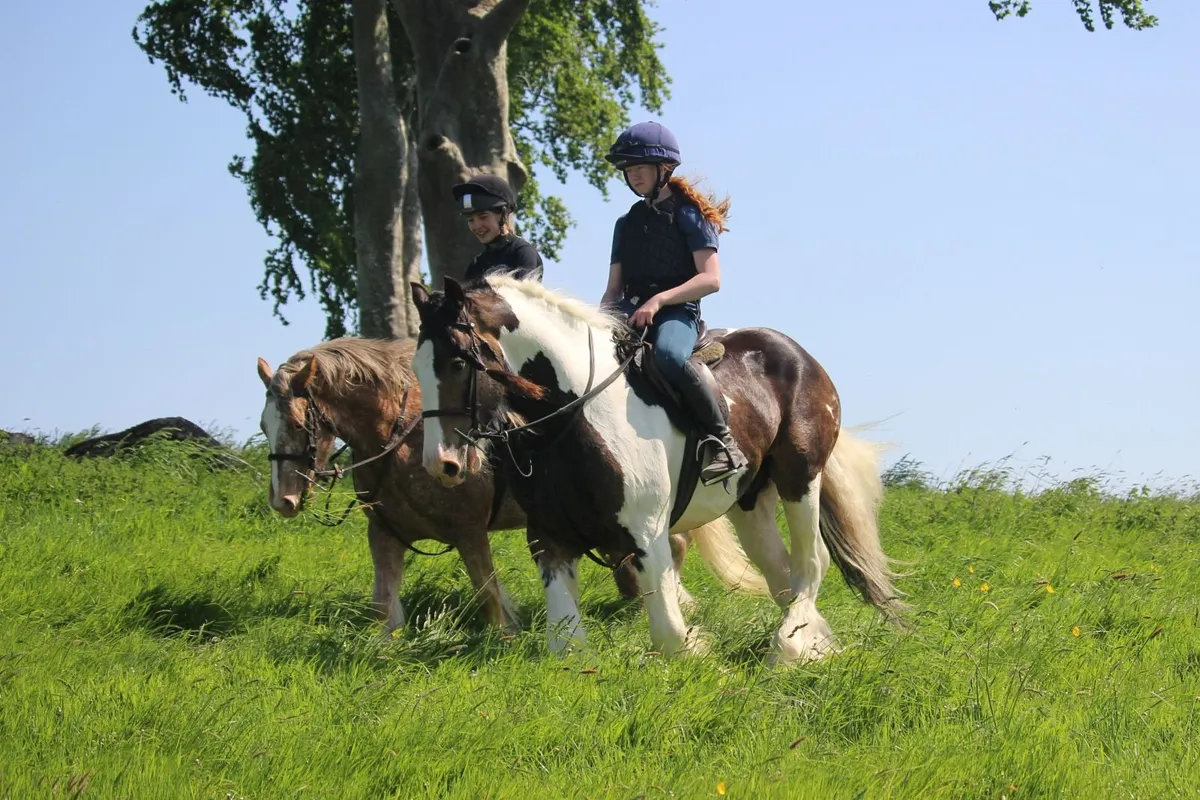 Fantastic 16h Cob gelding - Image 4