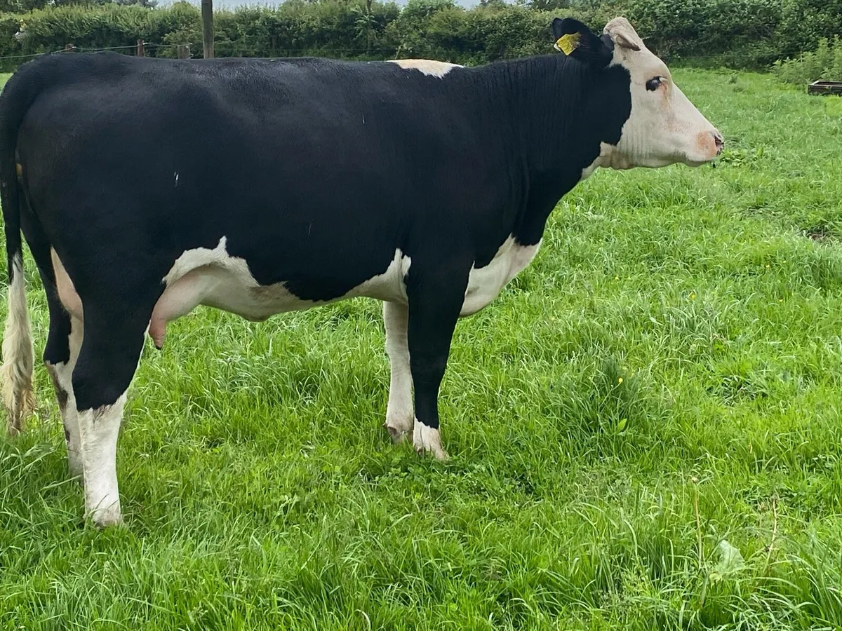 Hereford Incalf heifers - Image 4