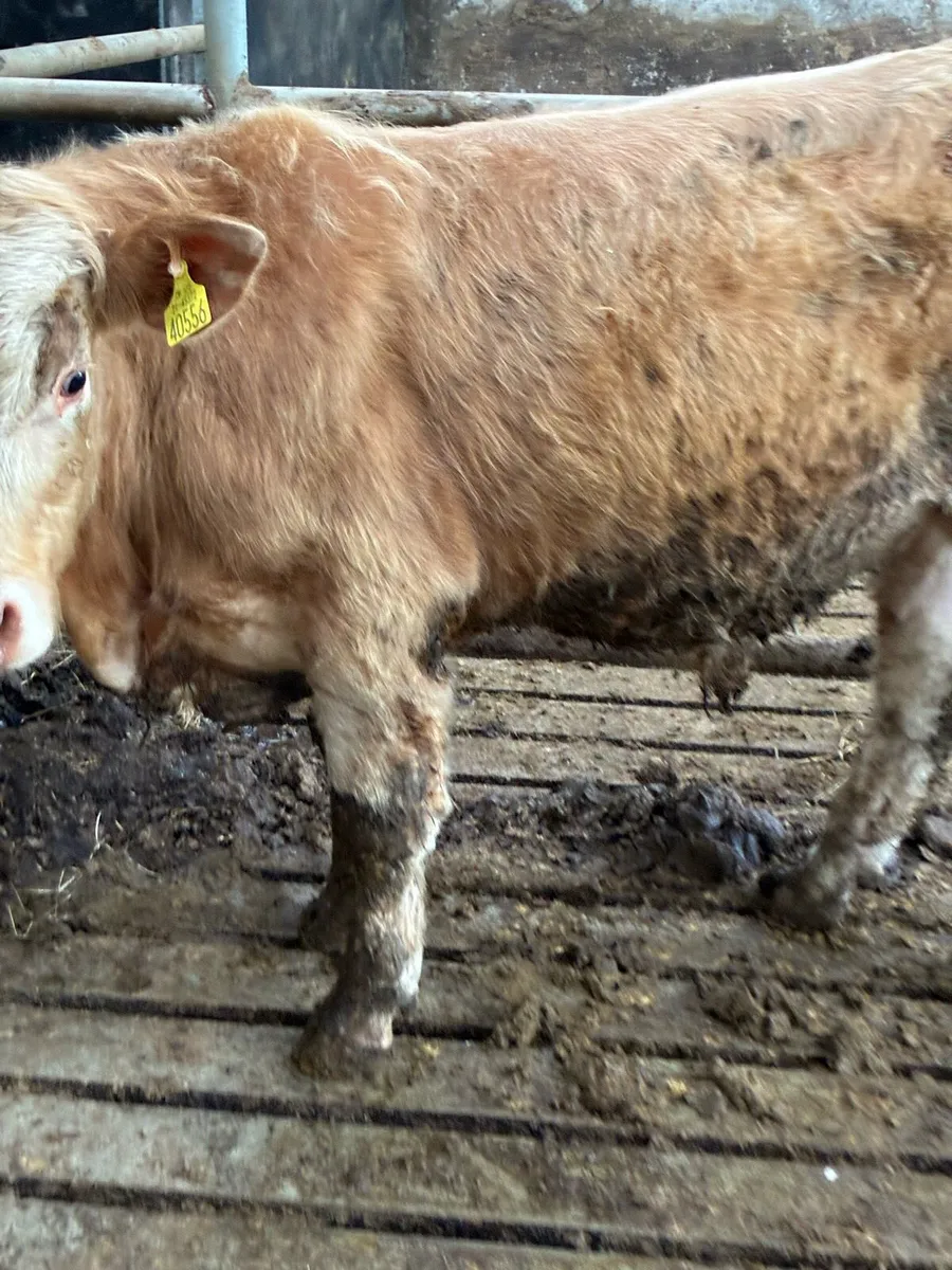 SUPER QUALITY LMX  BULLOCK WEANLINGS 320/330KG - Image 2