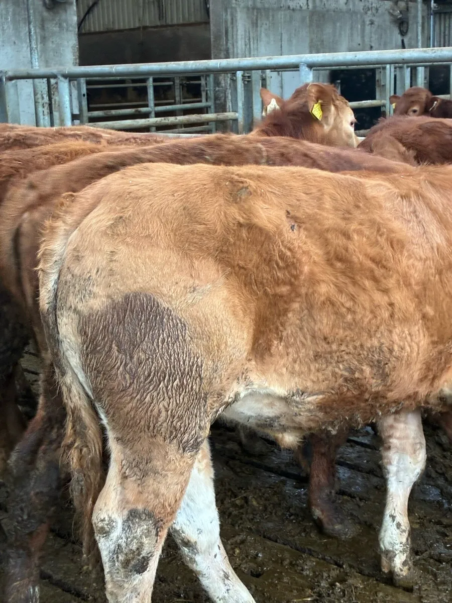 SUPER QUALITY LMX  BULLOCK WEANLINGS 320/330KG - Image 3