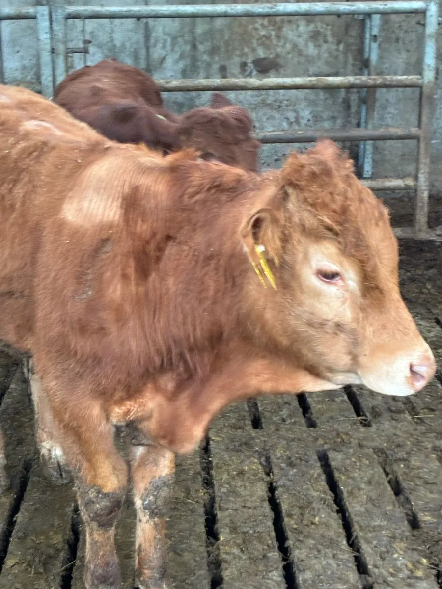 SUPER QUALITY LMX  BULLOCK WEANLINGS 320/330KG - Image 1