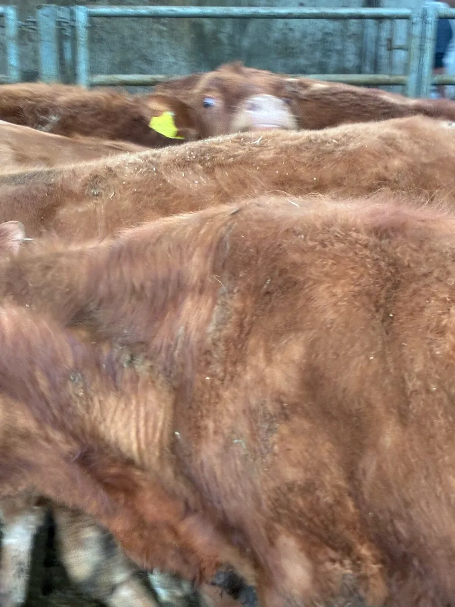 SUPER QUALITY LMX  BULLOCK WEANLINGS 320/330KG - Image 4
