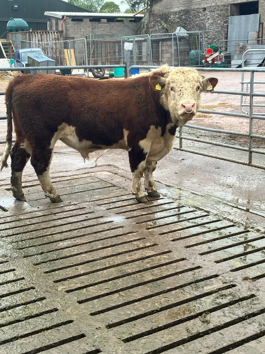 Hereford bull - Image 4