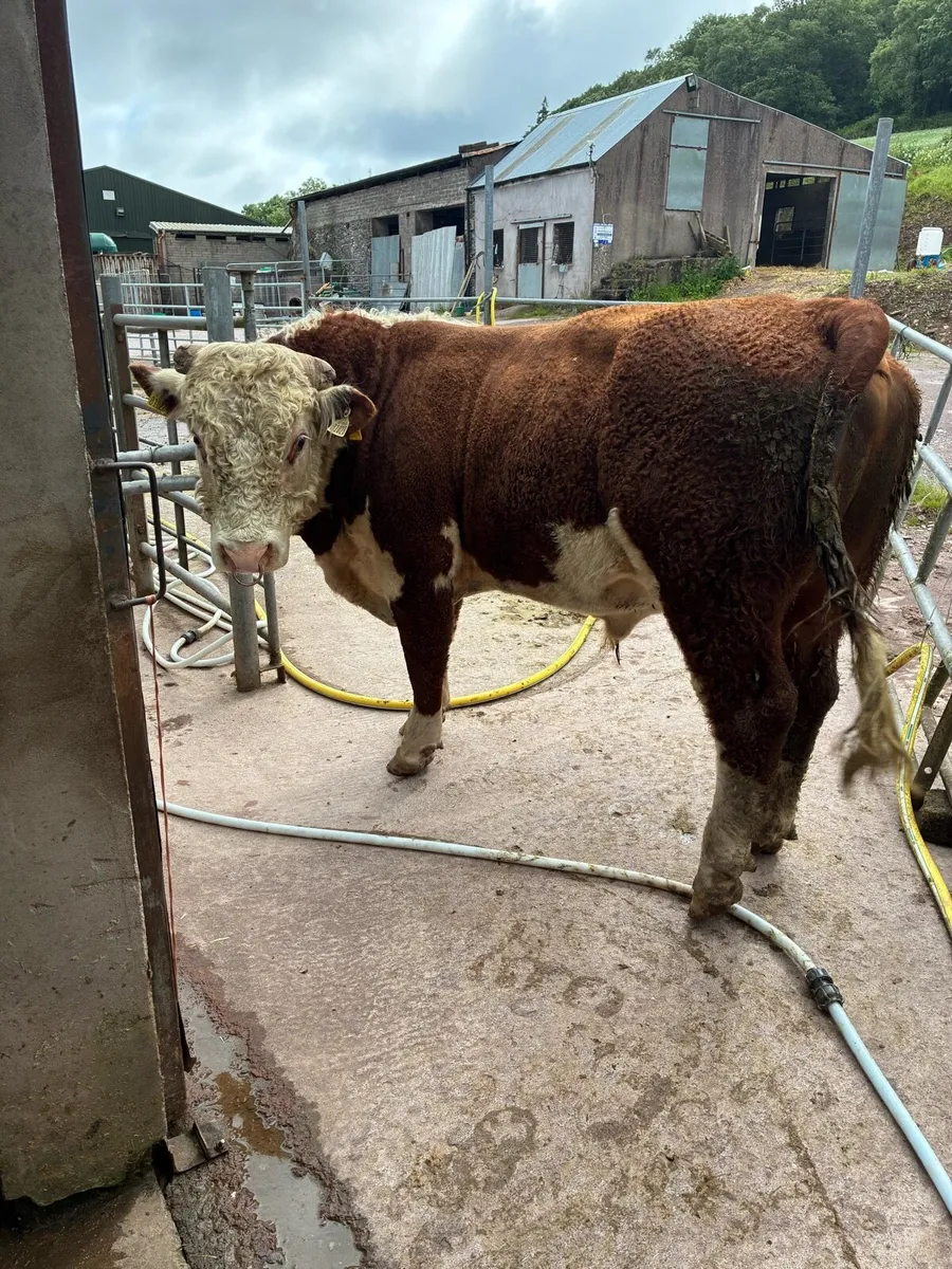Hereford bull - Image 1