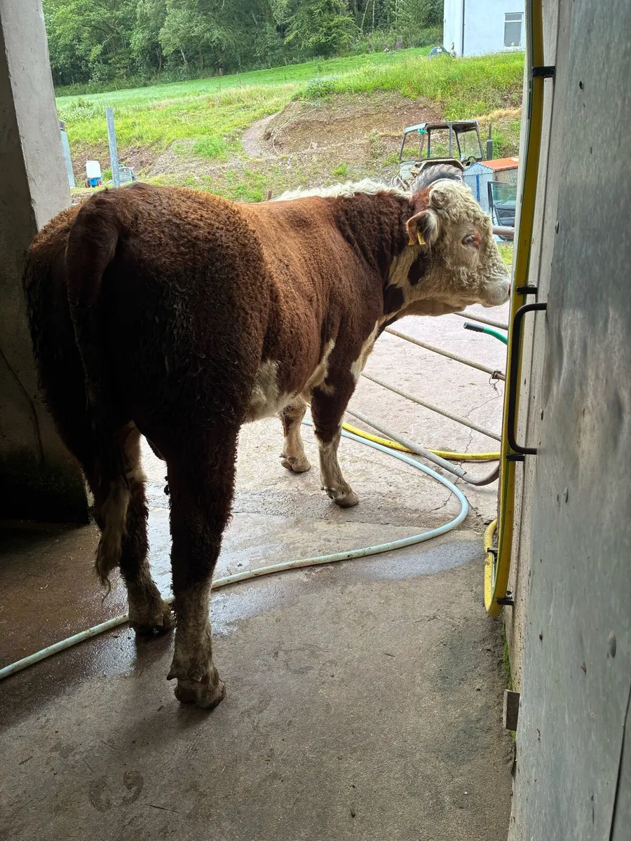 Hereford bull - Image 2
