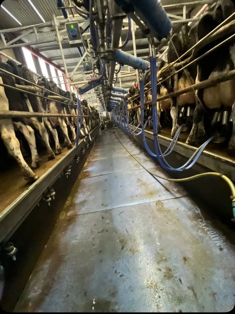 Relief Milking Available - Image 3