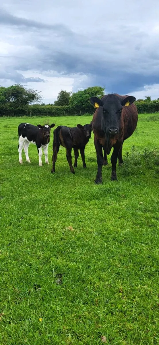 Young cows with calves at foot. - Image 1