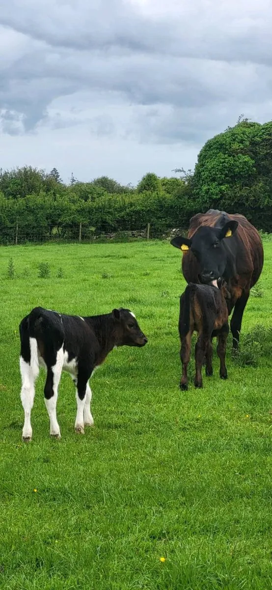 Young cows with calves at foot. - Image 2
