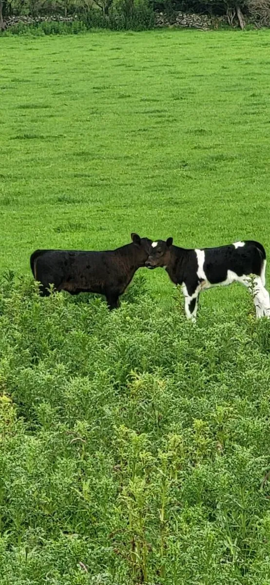 Young cows with calves at foot. - Image 3