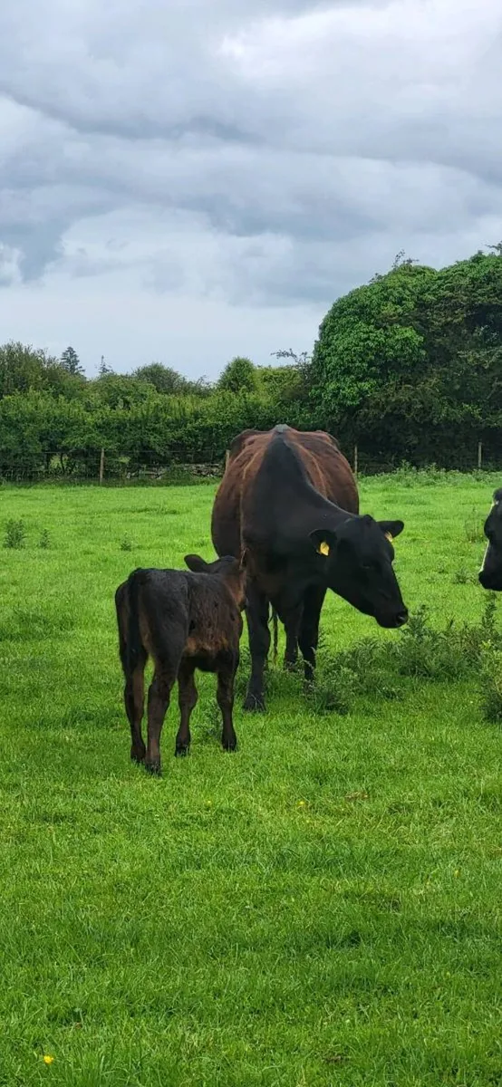 Young cows with calves at foot. - Image 4
