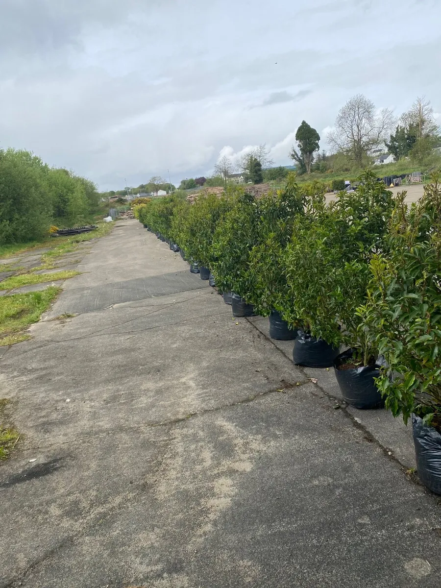 POTTED MATURE LAUREL (6-7ft) - Image 1