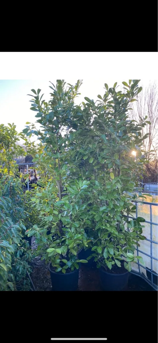 POTTED MATURE LAUREL (6-7ft) - Image 2