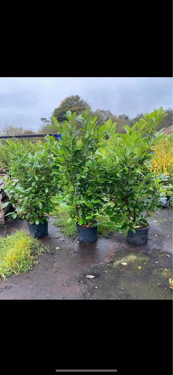 POTTED MATURE LAUREL (6-7ft) - Image 3