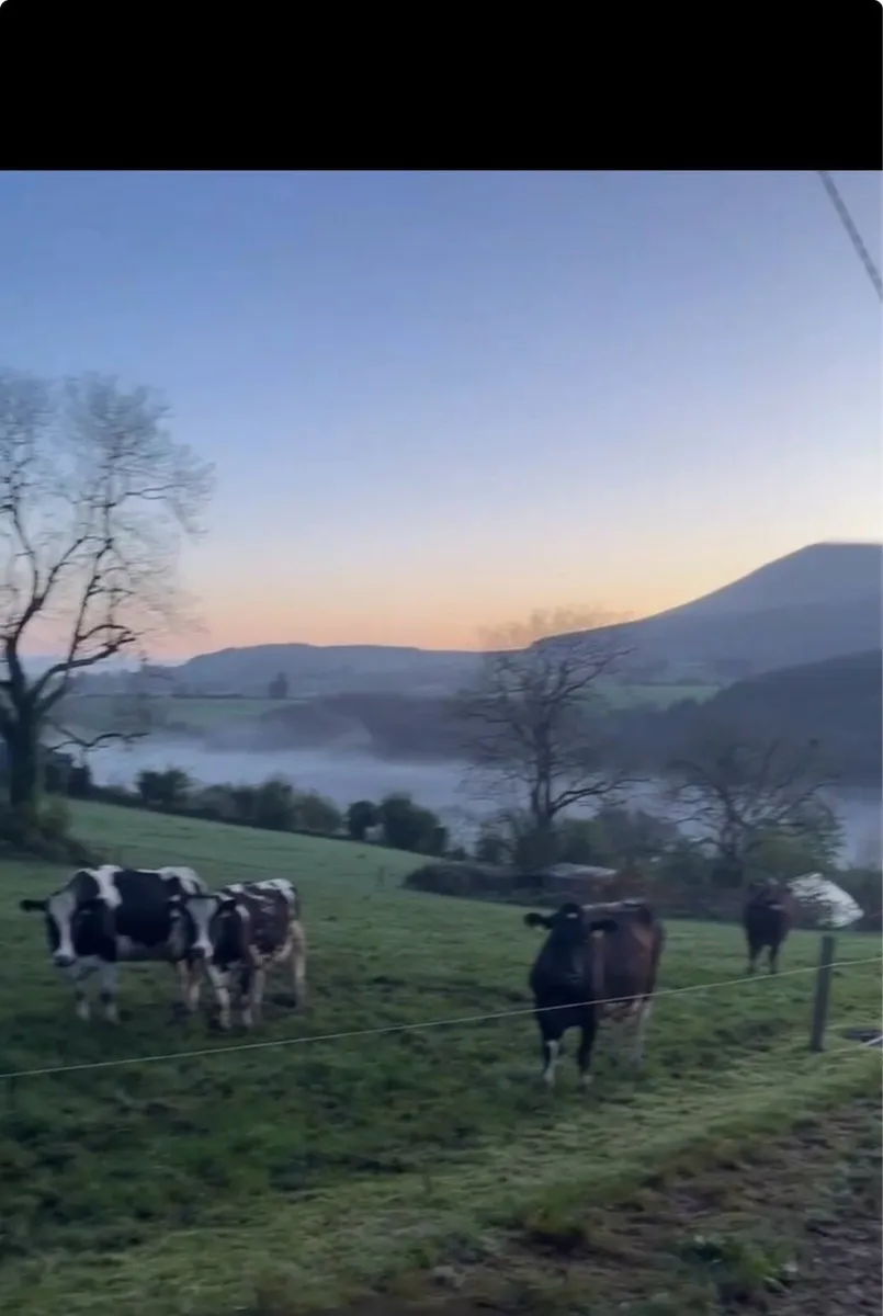 Relief Milking Available - Image 2