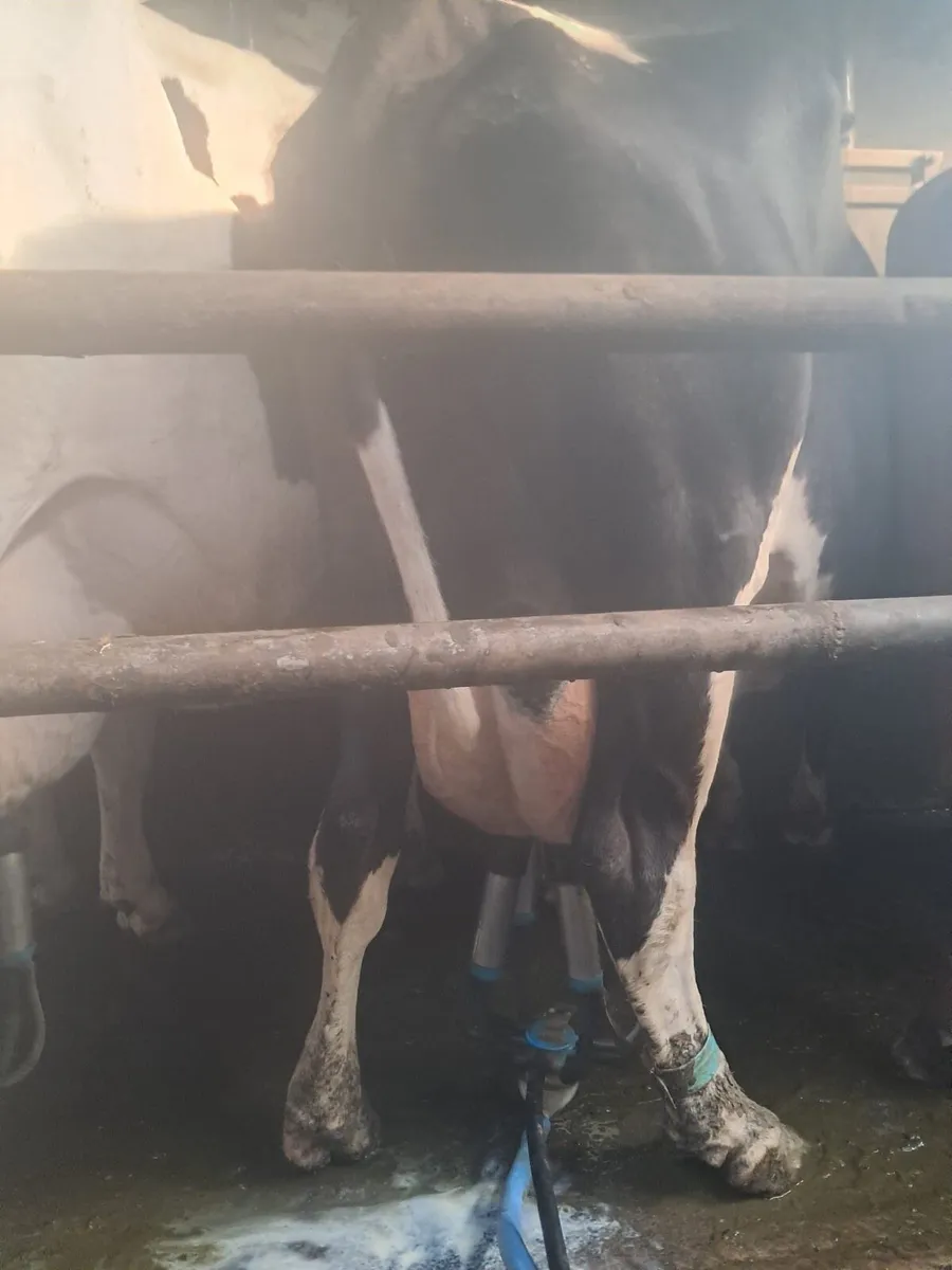 Dairy cows - Image 1