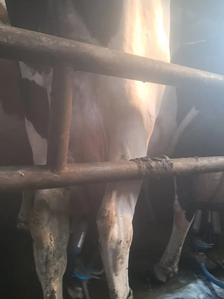 Dairy cows - Image 2