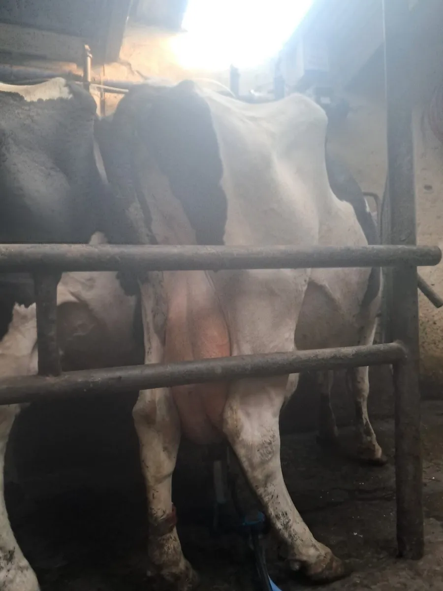 Dairy cows - Image 3