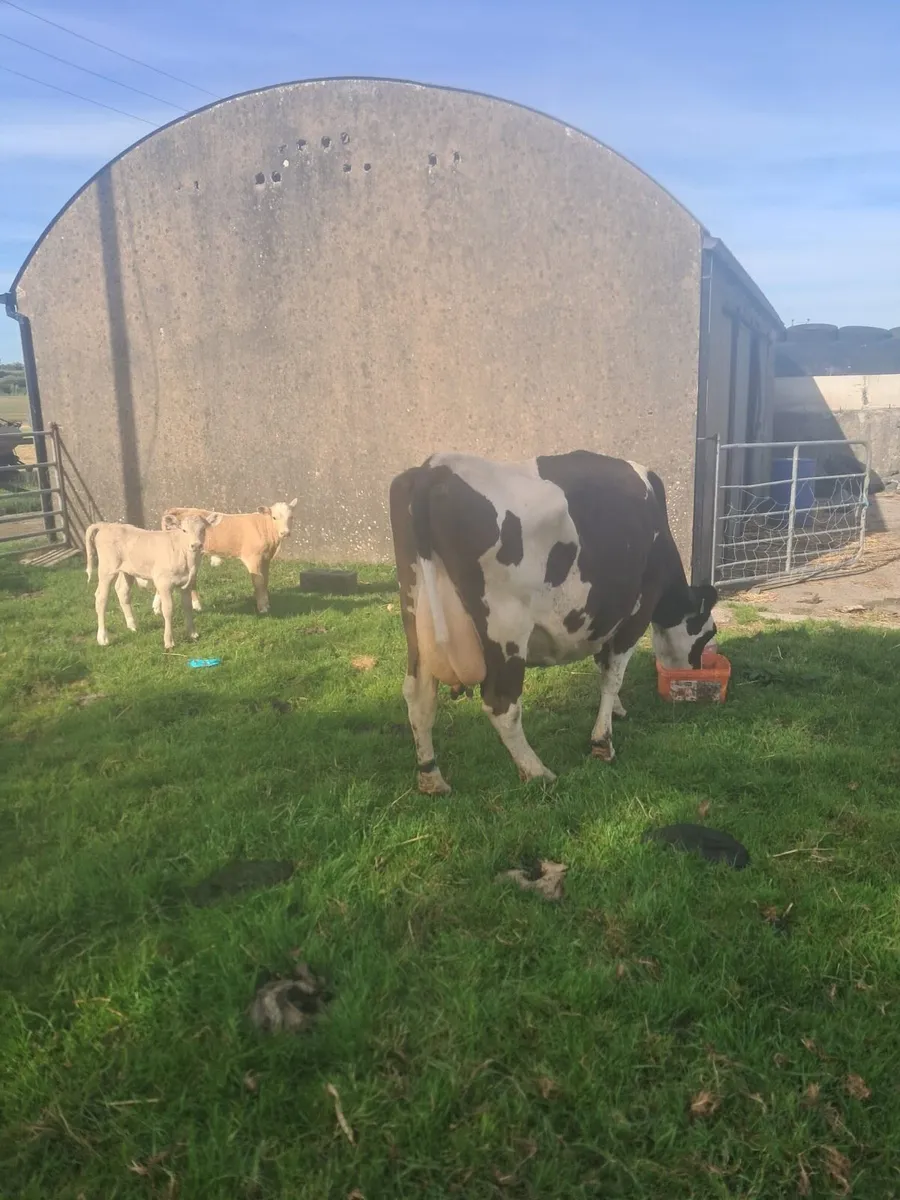 Dairy cows - Image 4