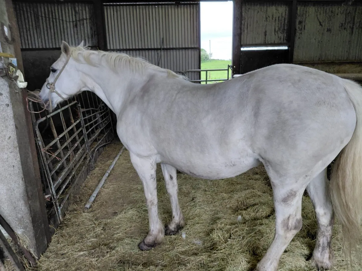 Class 1 connemara mare - Image 2