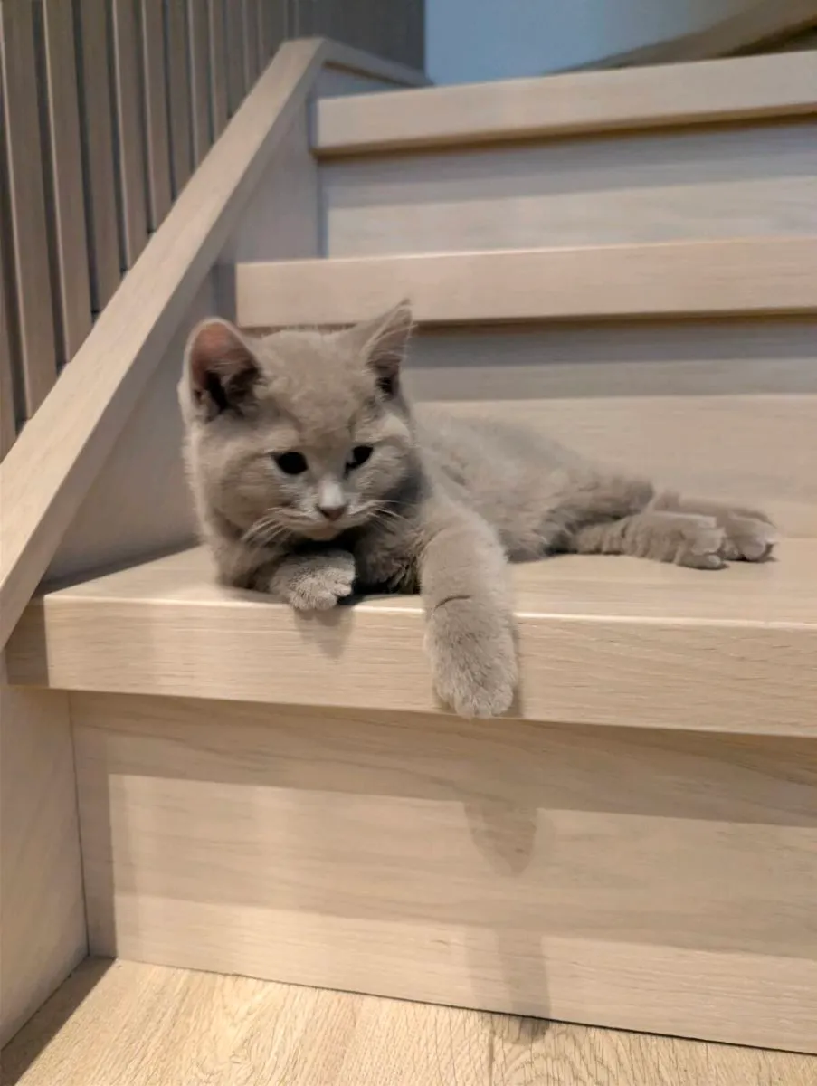 British Shorthair kittens - Image 1