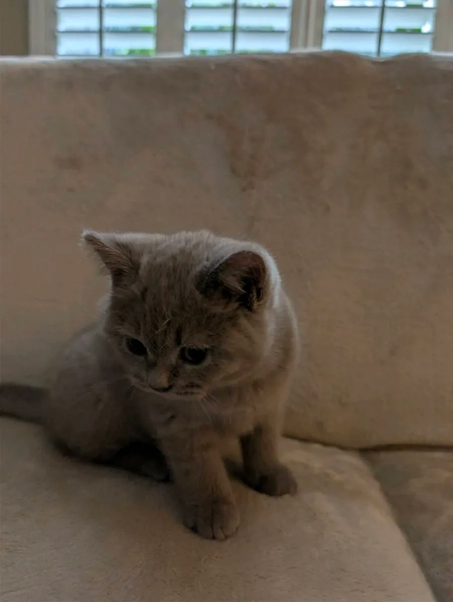 British Shorthair kittens - Image 2