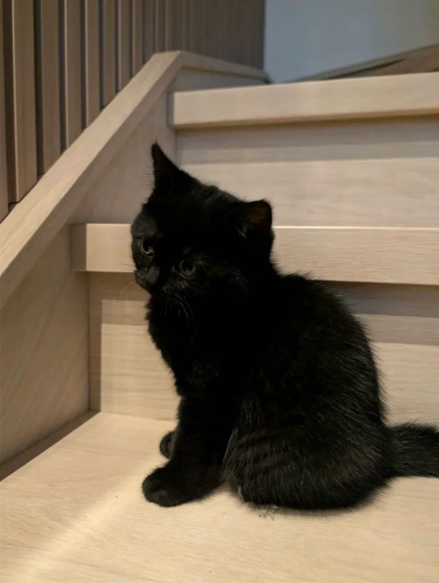 British Shorthair kittens - Image 3