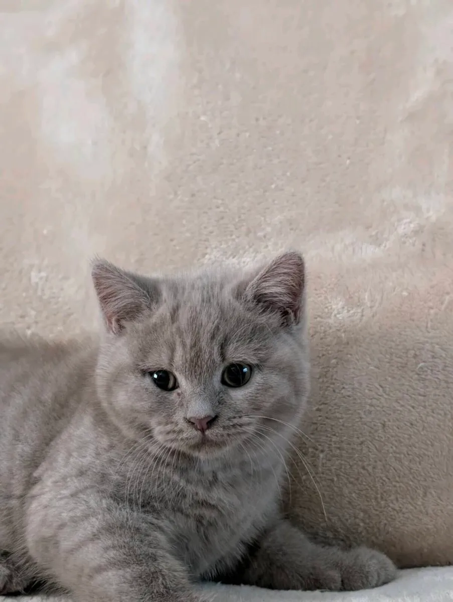 British Shorthair kittens - Image 4