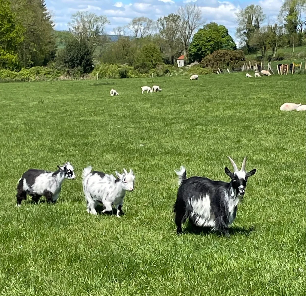 Pygmy Goats - Image 3