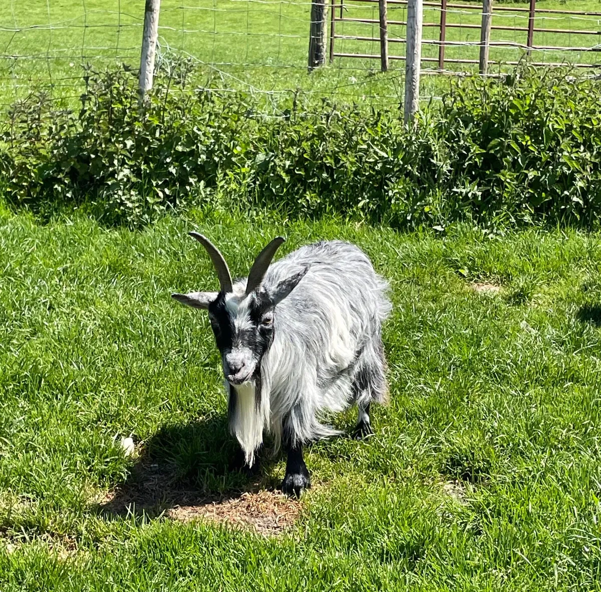 Pygmy Goats - Image 4