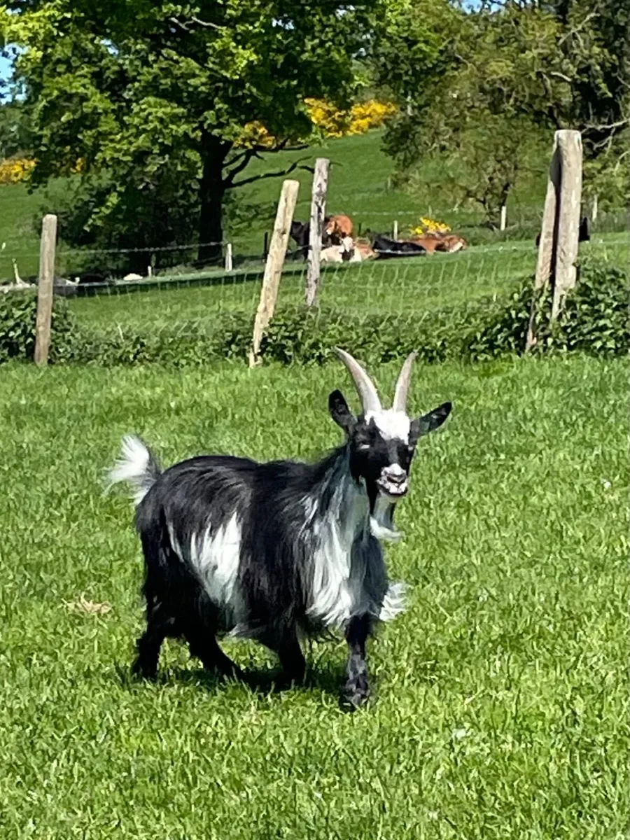 Pygmy Goats - Image 1