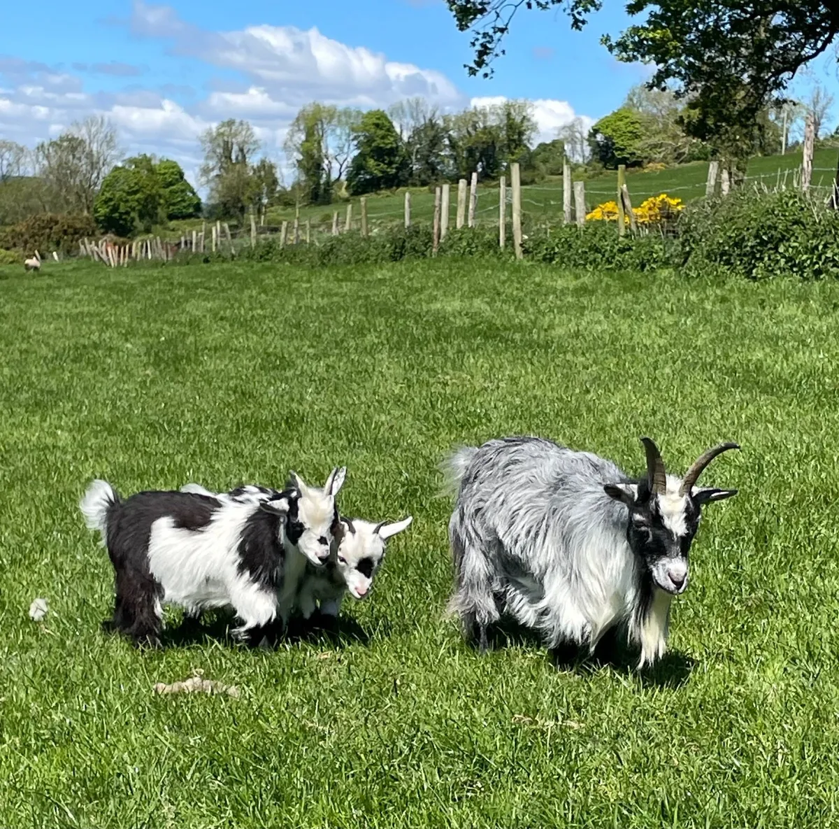 Pygmy Goats - Image 2