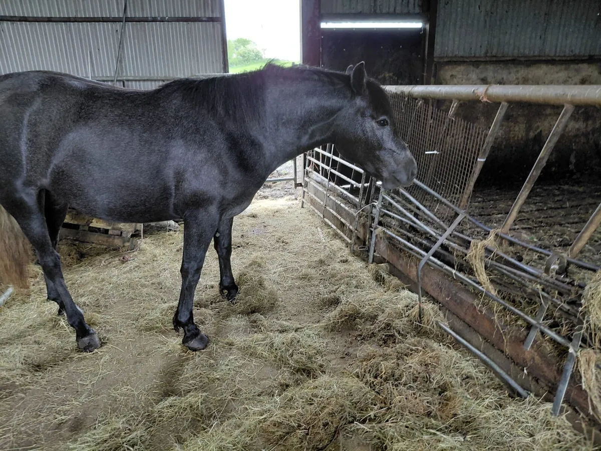 2 year old connemara filly - Image 1