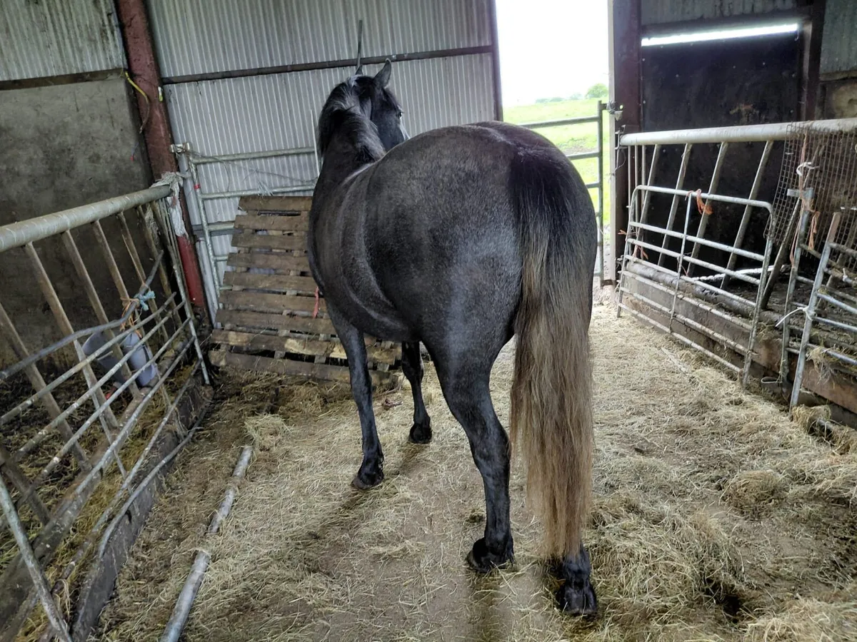 2 year old connemara filly - Image 2