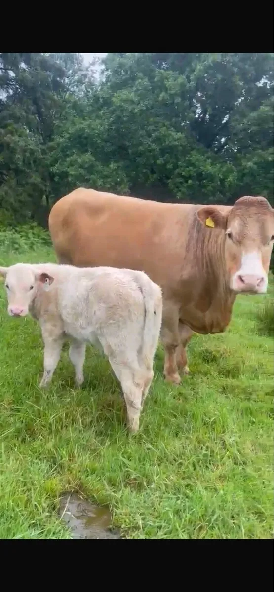 Charlois Heifer Calf - Image 3