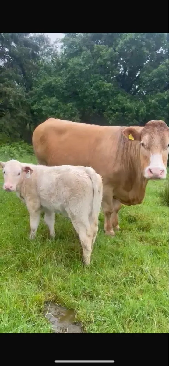 Charlois Heifer Calf - Image 4
