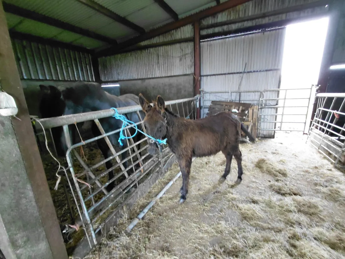 Colt donkey - Image 2