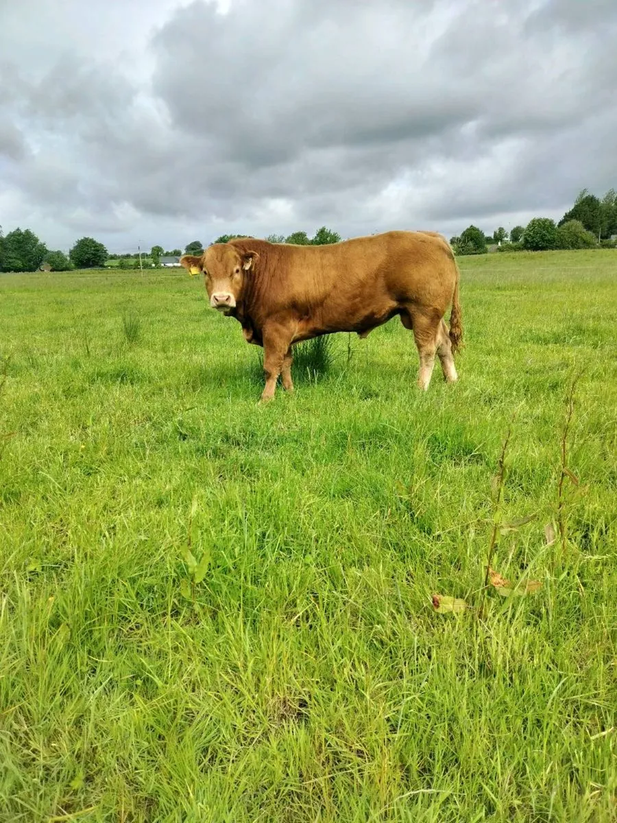 Limousin Bulls - Image 1