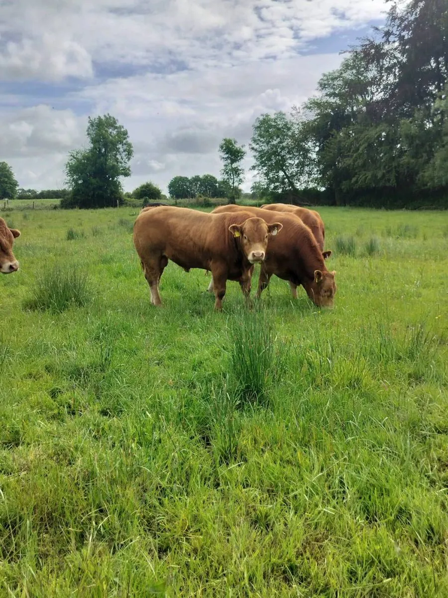 Limousin Bulls - Image 2