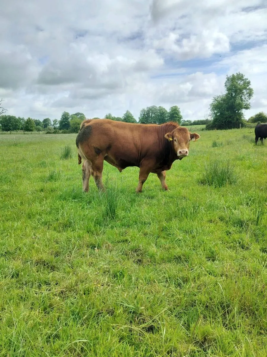 Limousin Bulls - Image 3