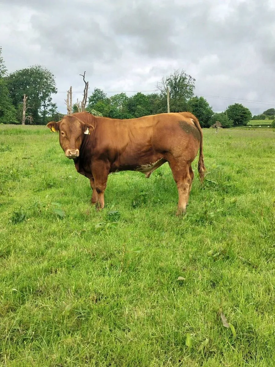 Limousin Bulls - Image 4