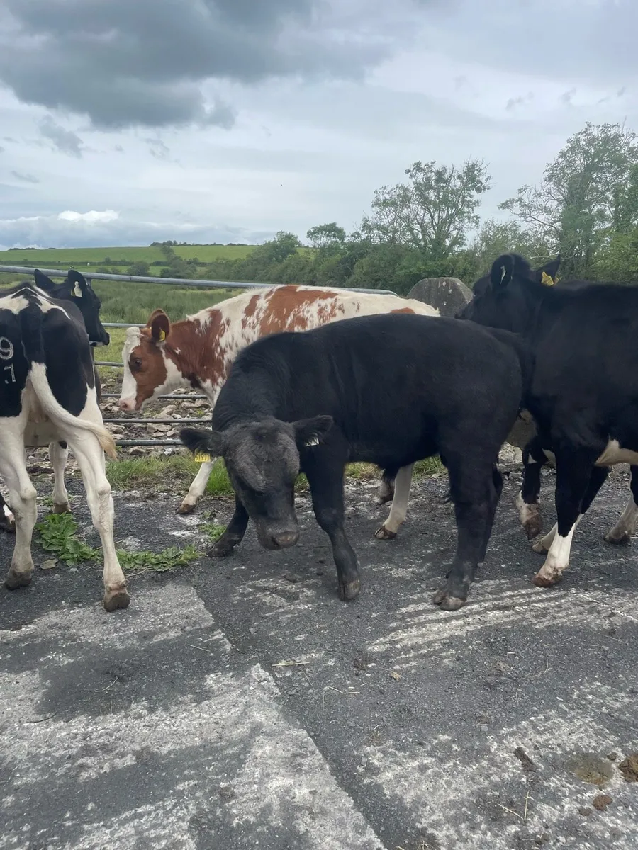 Pedigree Angus Bull Choice of two - Image 1