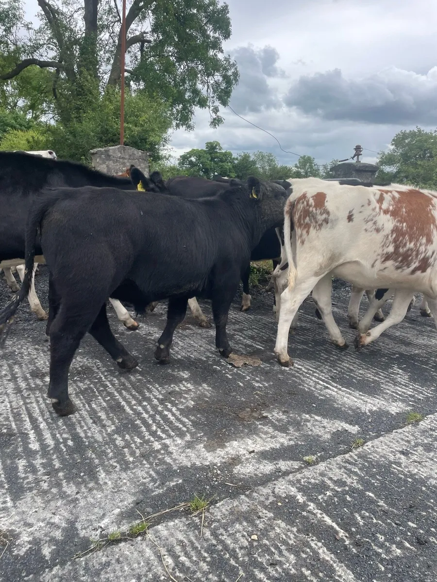 Pedigree Angus Bull Choice of two - Image 2