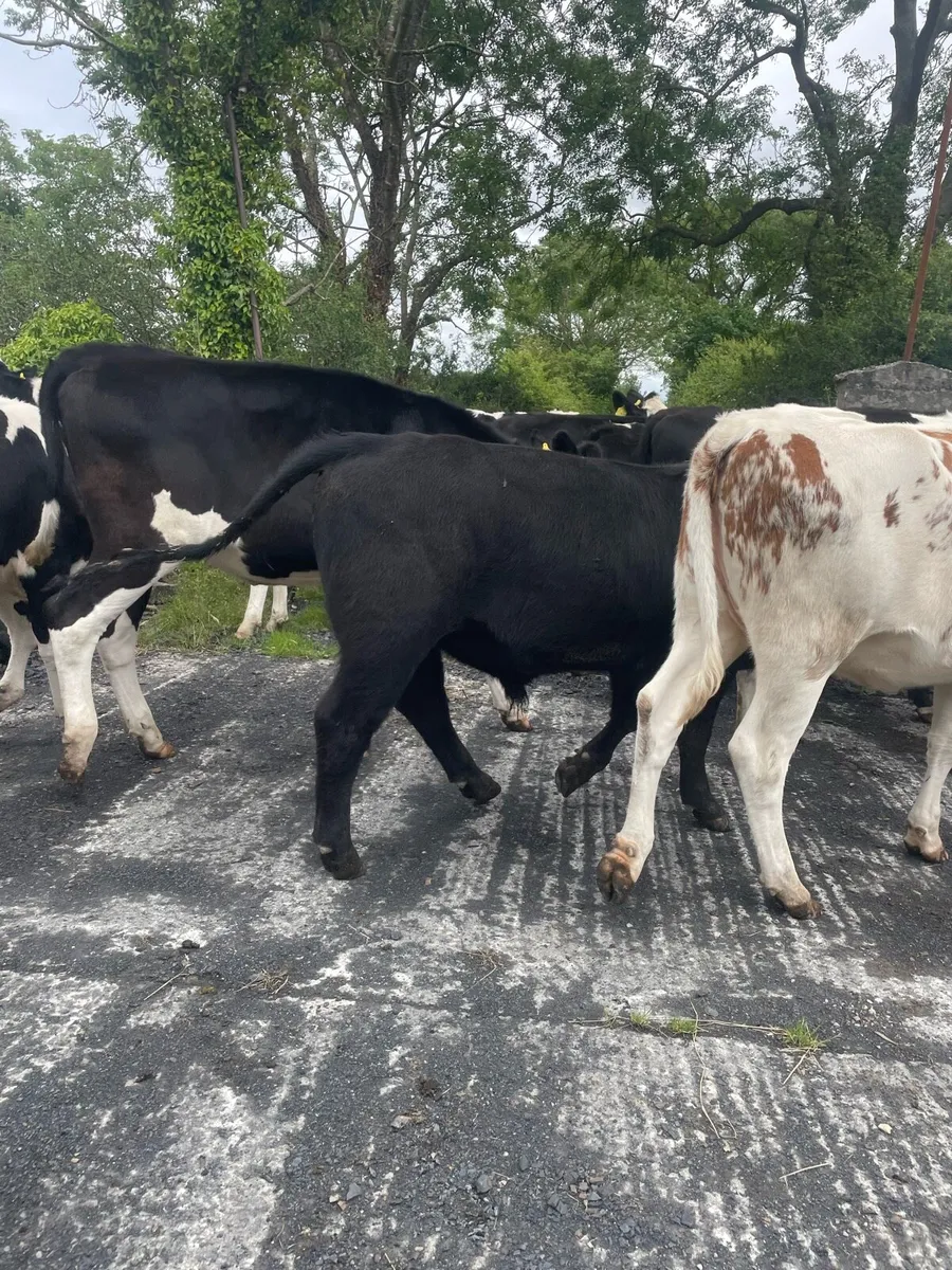 Pedigree Angus Bull Choice of two - Image 3