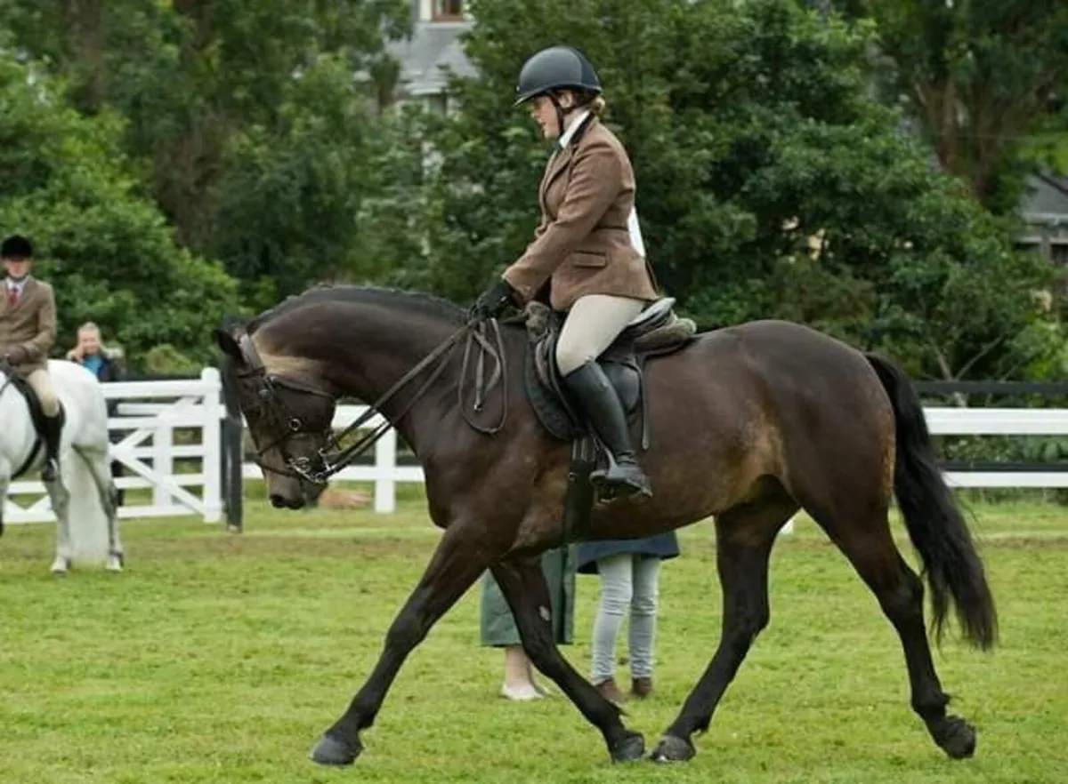 Connemara Stallion at stud - Image 3