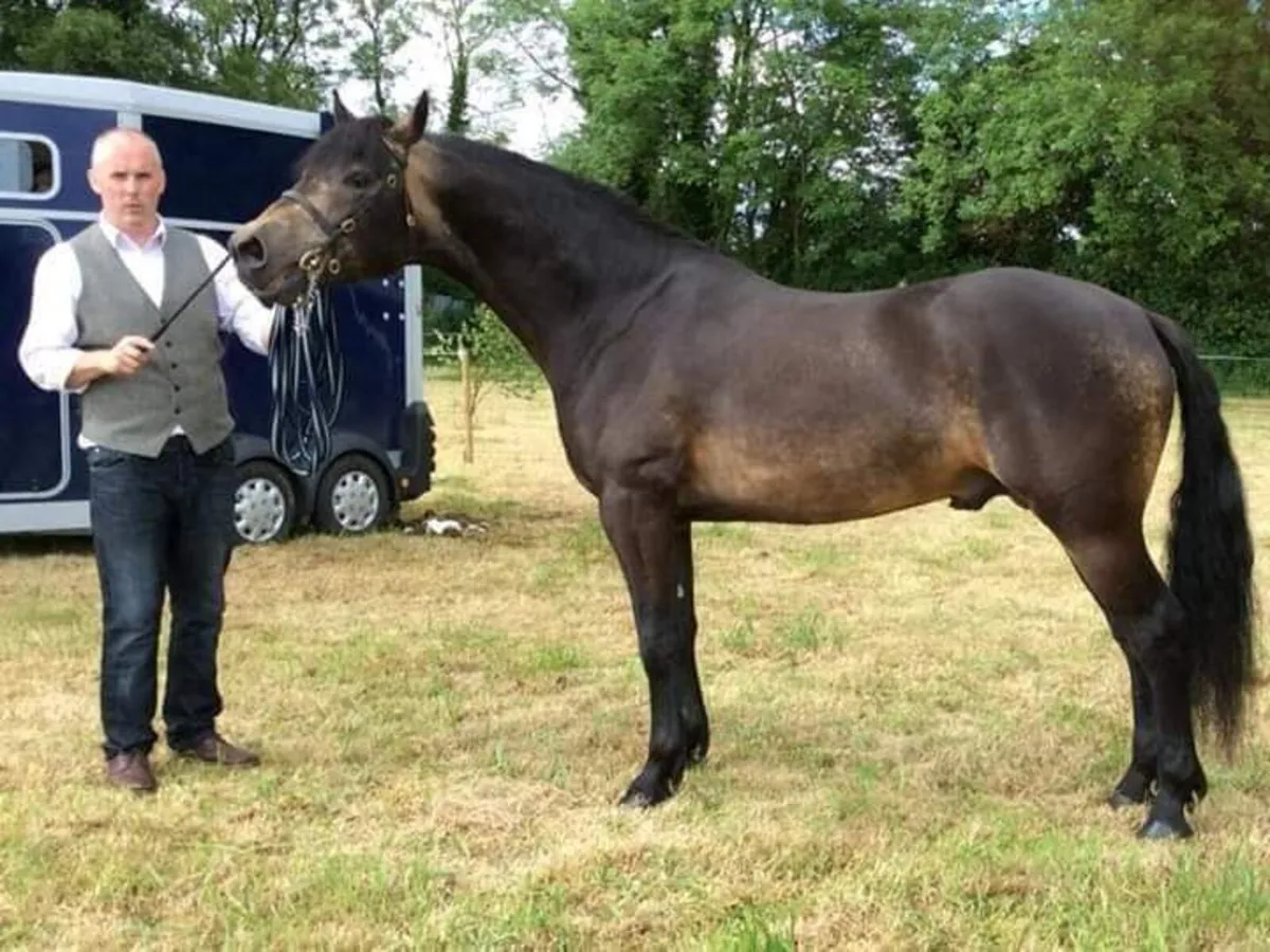 Connemara Stallion at stud - Image 4
