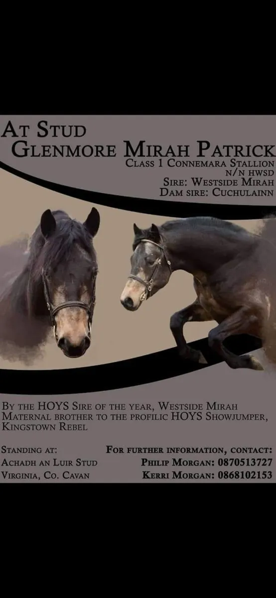 Connemara Stallion at stud - Image 1