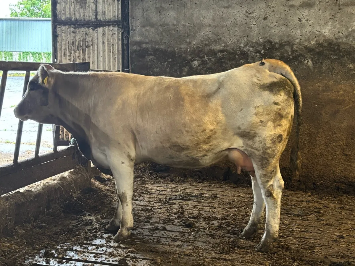 In calf Heifer - Image 1
